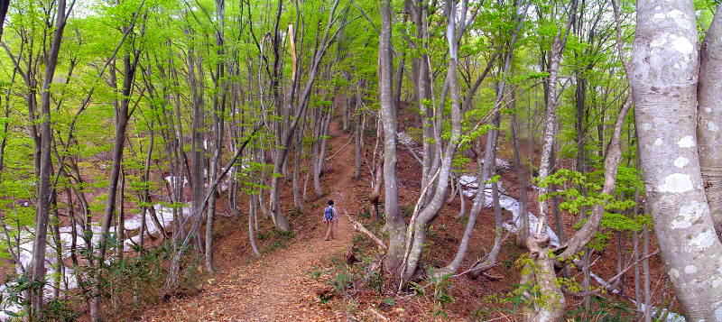 �z�O�B���q�R�̃u�i��